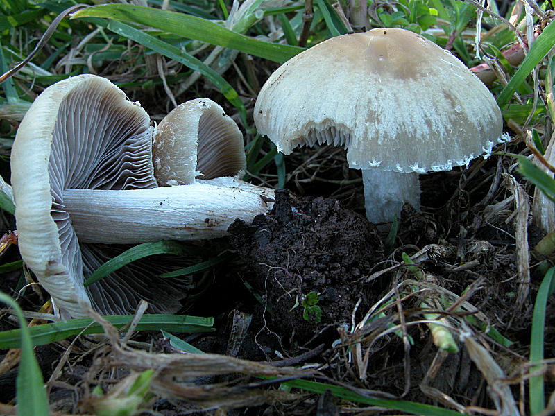 Altri ritrovamenti d''inizio primavera  (1)